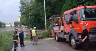 Паднало дърво блокира движението към центъра на Плевен след проливен дъжд и градушка