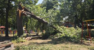 Лятната буря нанесе сериозни щети в Плевен и околността, работна група на кмета докладва за паднали дървета и прекъснато електрозахранване