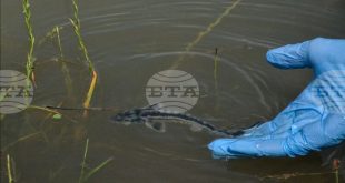 WWF България и партньори пуснаха 6500 руски есетри в Дунав, призовават рибарите да ги пазят