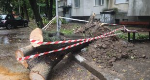 Силни ветрове събориха дървета в Плевен, нанесени са щети на автомобили