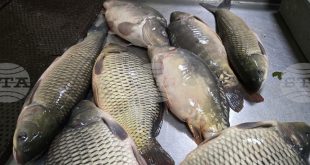 Шаран, толстолоб и таранка са хитът на рибния пазар в Плевен преди Никулден, сочи проверка сред търговците