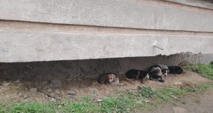 Ескалация на напрежението в Плевен: Жителите на „Девети квартал“ с подписка (СНИМКИ)