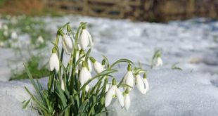 Над 700 именици в община Плевен празнуват Атанасовден, почитат Св. Атанасий Велики като властелин на снеговете и ледовете