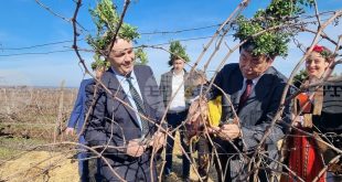 Институтът по лозарство и винарство в Плевен заряза лозите за Трифон Зарезан с участието на зам.-министър Бурджев и посланика на Япония Суми Чикахиса