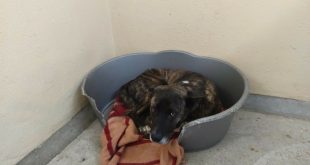 Община Плевен търси гледач на животни за временния приют за безстопанствени кучета