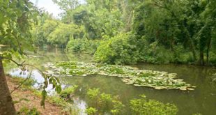 Водни лилии цъфтят в обновено езеро в парк „Кайлъка“ в Плевен