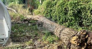 Десетки сигнали за наводнения и паднали дървета след поройния дъжд в Плевен, ситуацията е овладяна и движението е възстановено