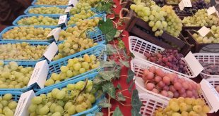 Изложба с 70 сорта грозде представиха в Института по лозарство и винарство в Плевен